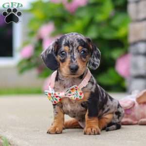 Greta, Dachshund Puppy